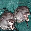 Дельфины (плавание с дельфинами)